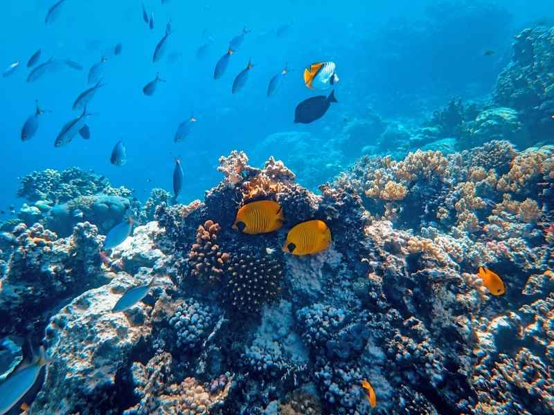 Hikkaduwa Coralreef Hikkaduwa coral reef