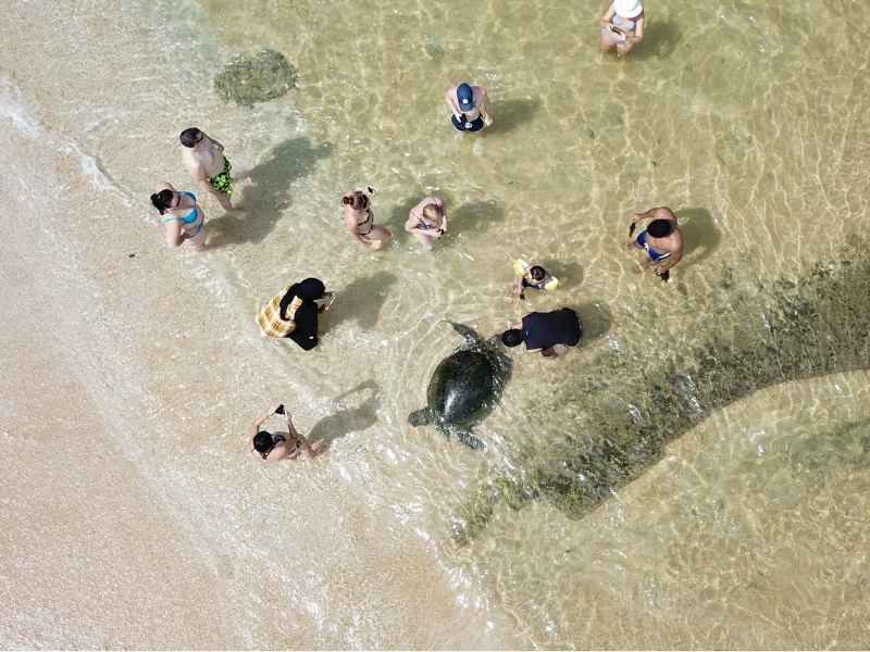 Turtle Experiences Hikkaduwa turtle experience hikkaduwa