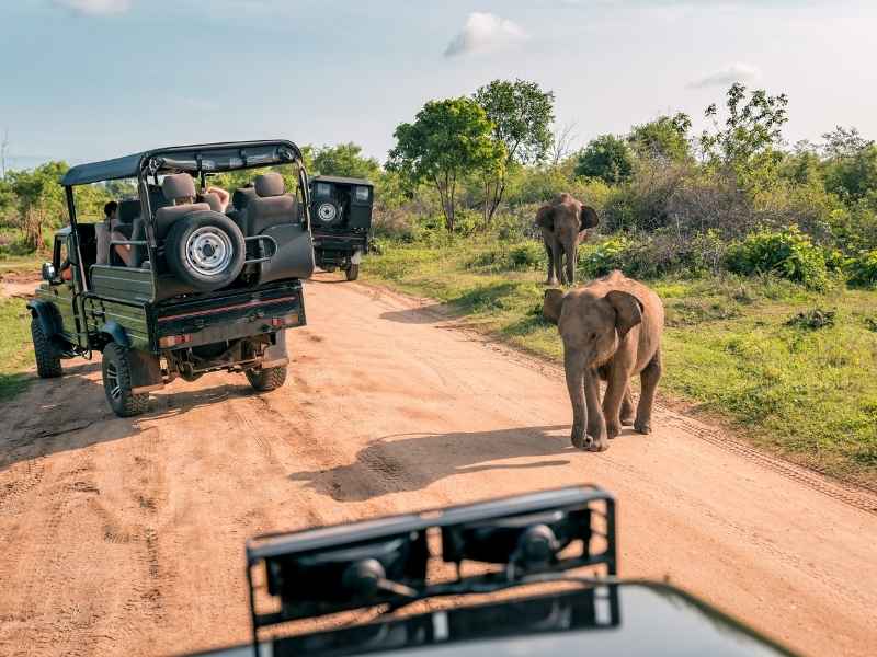 Udawalawe safari udawalawe safari from hikkaduwa