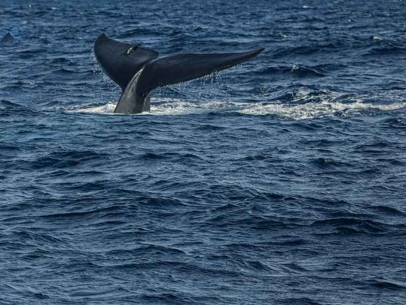 Whale Watching Mirissa whale watching from hikkaduwa