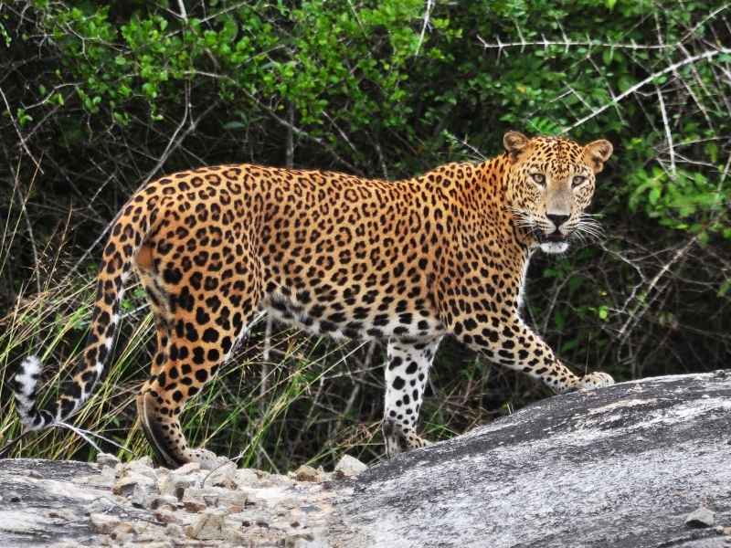 yala safari from hikkaduwa yala safari from hikkaduwa